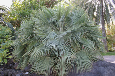 La_Palma94.jpg