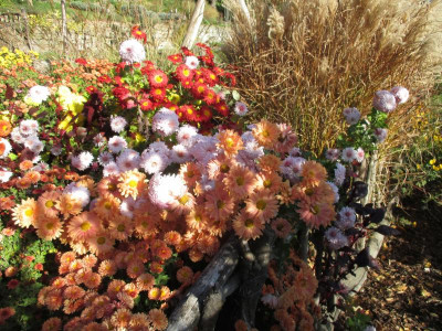 Chrysanthemum 'Nebelrose' 'kleiner Bernstein' 'Schwabenstolz' 20171101.jpg