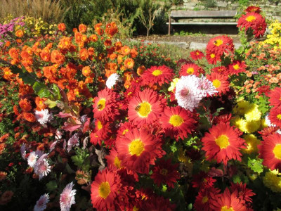 Chrysanthemum 'Schwabenstolz' 'Paul Boissier' 20171101_02.jpg