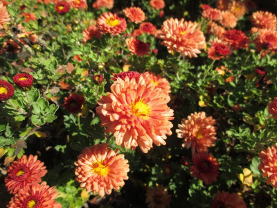 Chrysanthemum 'Herbstbrokat' 20171101_02.JPG
