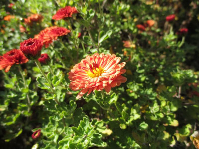 Chrysanthemum 'Lübeck' 20171101_01.JPG