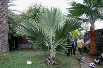 La_Palma99.jpg