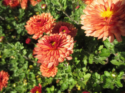 Chrysanthemum 'Brokenfeuer' 20171101_01.JPG