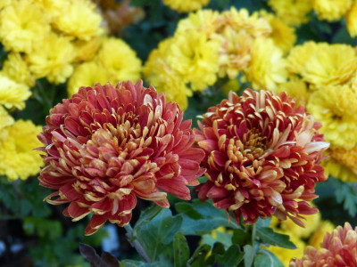 2014-10-29 Chrysanthemum 'Lübeck'.jpg