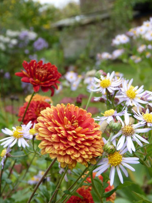 2016-10-15 Chrysanthemum 'Brockenfeuer'.jpg