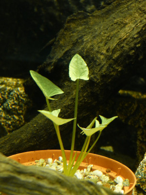 2017-11-01 Nymphaea 'King of Siam'.jpg