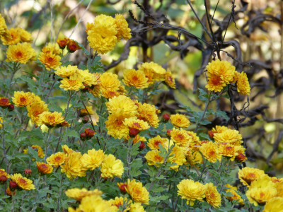 2017-10-30 Gartenimpressionen 6.jpg