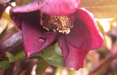 DSCN1665_H_mit_Tropfen_.jpg