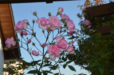 DSC_7933.JPG