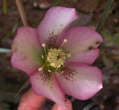 DSCN1666_Helleborus_.jpg