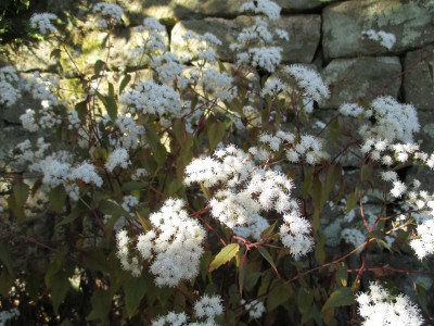 Ageratina altissima 'Chocolate' 20171101_02.jpg