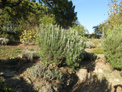 Rosmarin 20171101_17.jpg