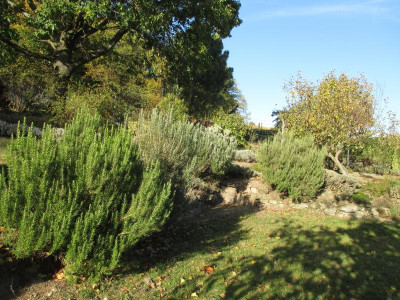 Rosmarin 20171101_15.JPG