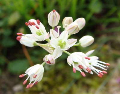 Allium spec 2.jpg