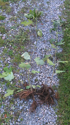 20171101_162353.jpg