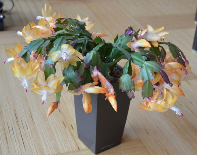 Schlumbergera-orange.17-1.jpg