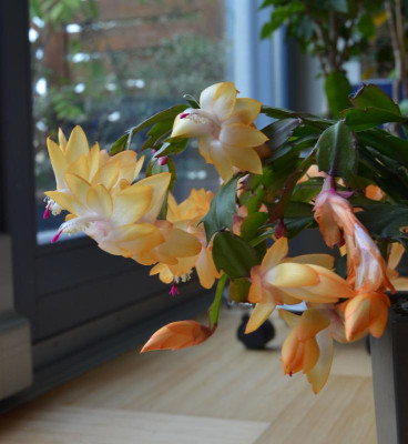 Schlumbergera-orange.17-2.jpg