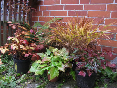 Herbstgruß.JPG