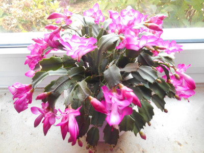 DSCN4544.JPG