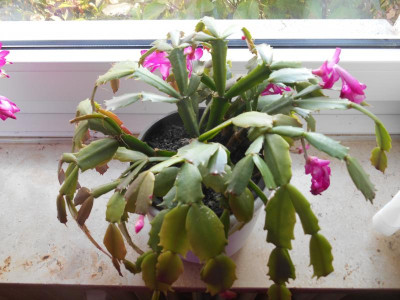 DSCN4545.JPG