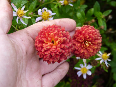 2017-11-04 Chrysanthemum 'Brockenfeuer'.jpg