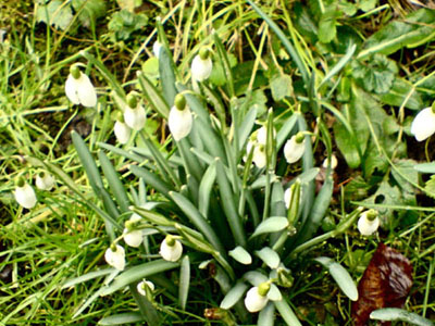 schneeglockchenstrauss_2007.JPG