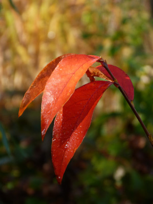 2017-11-04 Stewartia gemmata.jpg