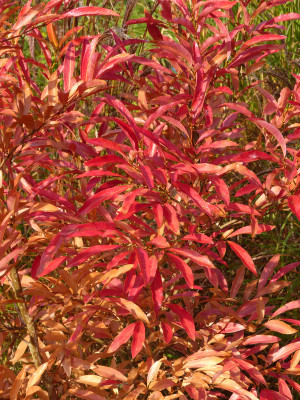 2017-11-04 Lindera angustifolia 1.jpg