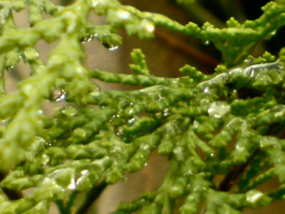 wassertropfen.JPG