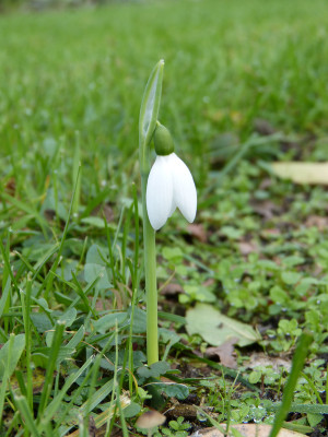 2017-11-04 Galanthus elwesii.jpg
