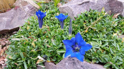 Gentiana clusii 04.11.17.jpg