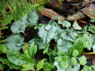 2017-11-04 Cyclamen 2.jpg