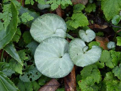2017-11-04 Cyclamen 3.jpg