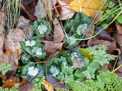 2017-11-04 Cyclamen 8.jpg