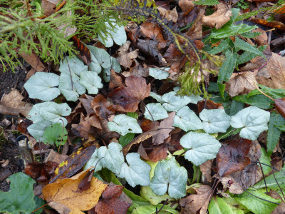 2017-11-04 Cyclamen 9.jpg
