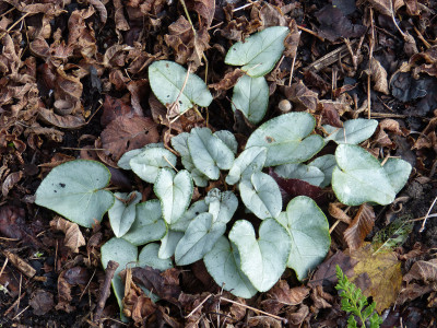 2017-11-04 Cyclamen 10.jpg