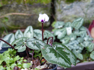 2017-11-04 Cyclamen 11.jpg