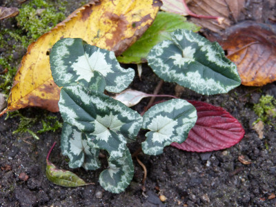2017-11-04 Cyclamen 12.jpg