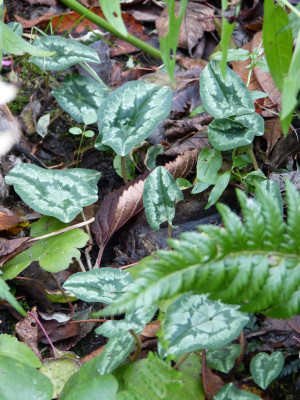 2017-11-04 Cyclamen 13.jpg