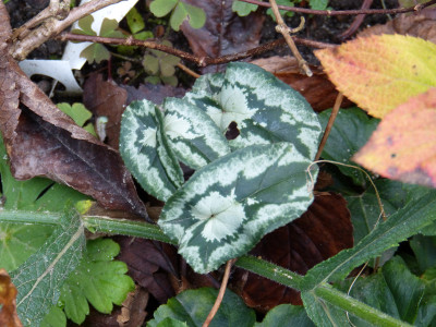 2017-11-04 Cyclamen 14.jpg