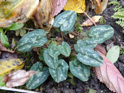 2017-11-04 Cyclamen 15.jpg