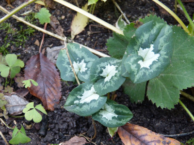 2017-11-04 Cyclamen 16.jpg