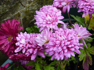 2017-11-04 Chrysanthemum 'Manito'.jpg