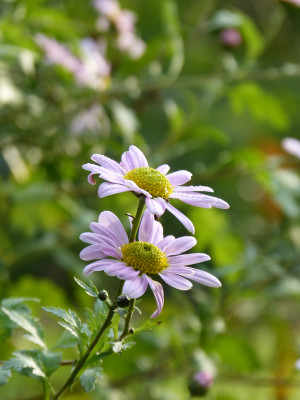 2017-11-04 Chrysanthemum 'Hebe'.jpg