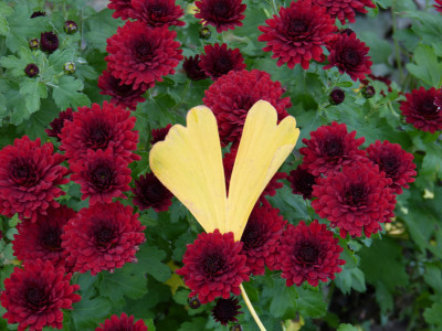 2017-11-04 Chrysanthemum 'La Boum' 2.jpg