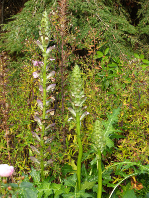 2017-11-04 Acanthus hungaricus.jpg