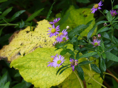2017-11-04 Aster ageratoides 'Ezo Murasaki'.jpg