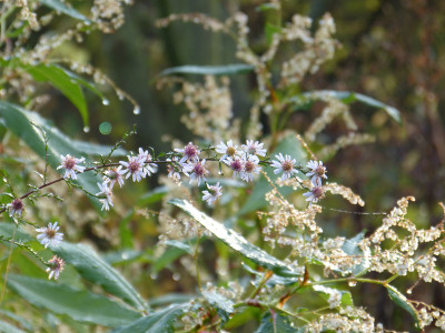 2017-11-04 Aster 'Gernot'.jpg
