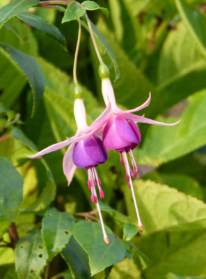 2017-11-04 Fuchsia 'Chillerton Beauty'.jpg