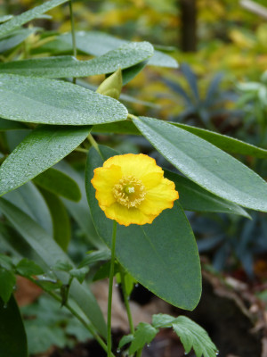2017-11-04 Meconopsis cambrica.jpg